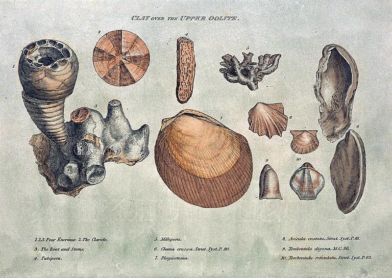 Smiths Fossilien Smiths Fossilien